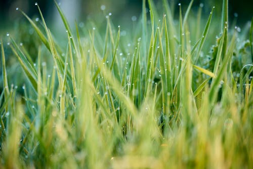 Why Lawn Maintenance Is So Important