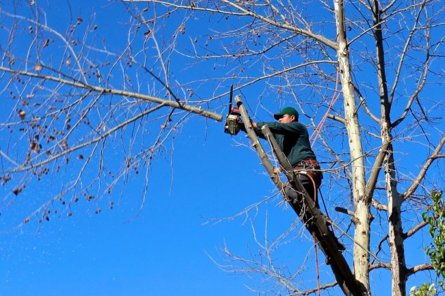 Trim Your Trees with Ease