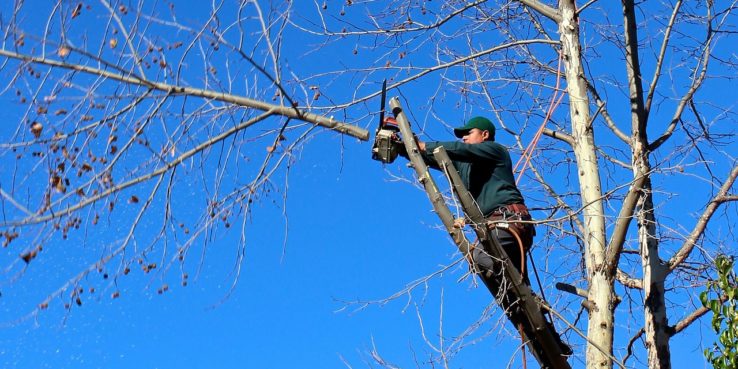 Trim Your Trees with Ease