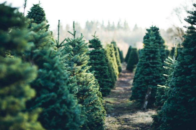 3 Ways To Keep Your Christmas Tree Fresher Longer