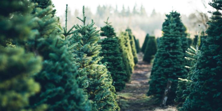 3 Ways To Keep Your Christmas Tree Fresher Longer